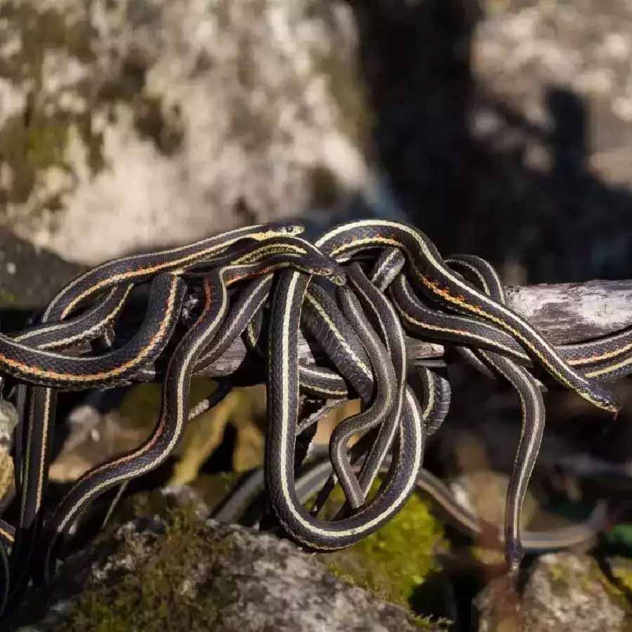 Narcisse a city of Canada known as the honeymoon destination for snake’s 