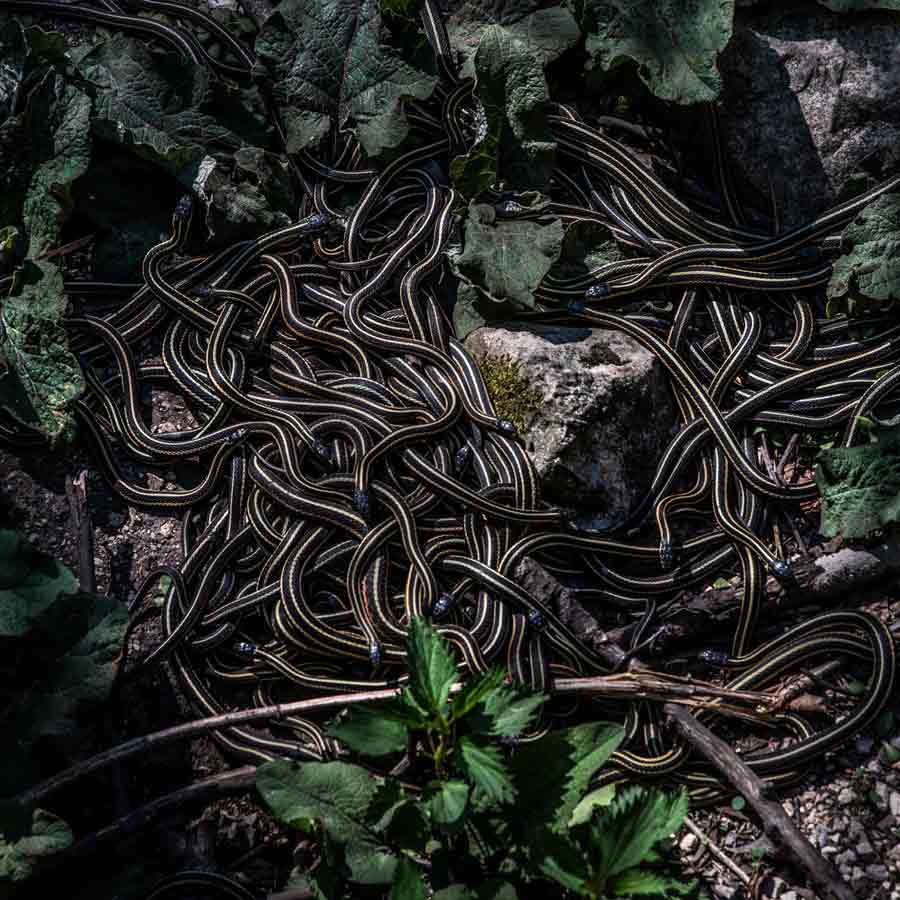 Narcisse a city of Canada known as the honeymoon destination for snake’s 