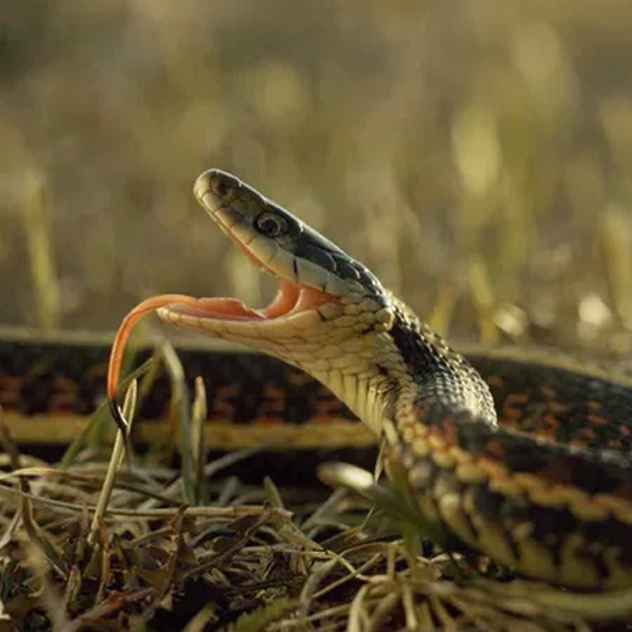 Narcisse a city of Canada known as the honeymoon destination for snake’s 