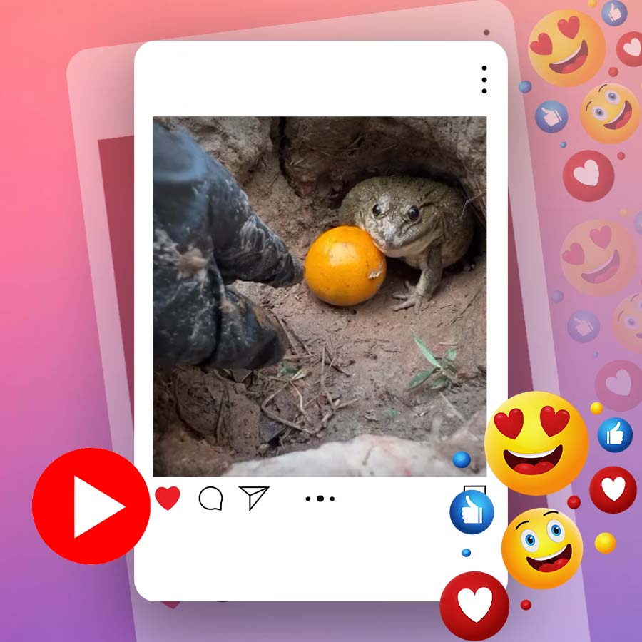 Bullfrog jumps into man for taking its orange dgtl