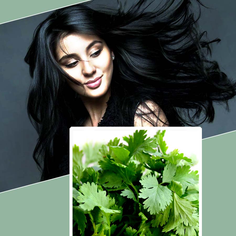 Coriander oil or juice, how to use coriander leaves for hair growth