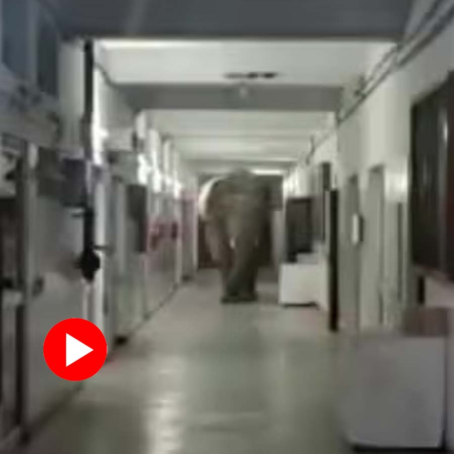 elephant