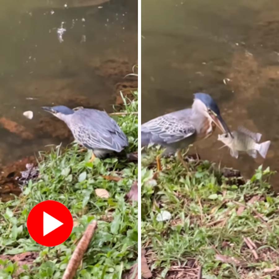 Video of a bird catching fish using bread