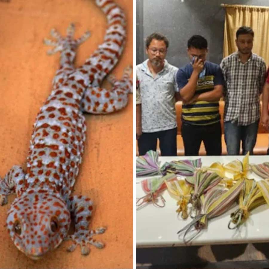 বিরল প্রজাতির টোকে গেকোসমেত ধৃত পাচারকারী। ছবি: সংগৃহীত।