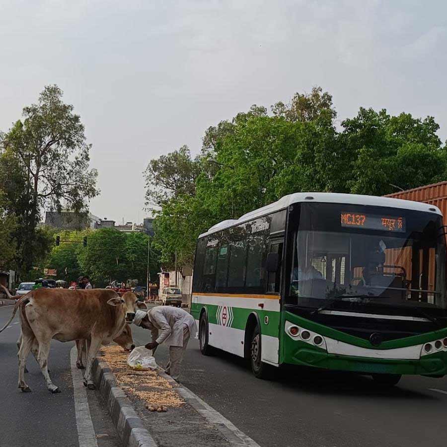 দিল্লির রাস্তায় এ ভাবে ঘুরে বেড়ায় দাবিদারহীন গরু। এ ভাবেই তাদের খাওয়ানো হয়।