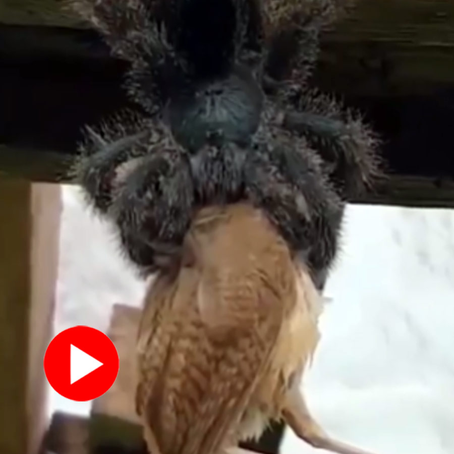 a tarantula grabbed a big bird