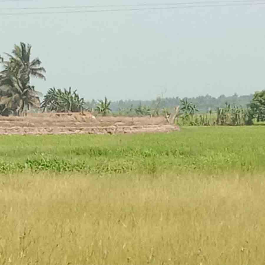 Saline water damaging crops at Midnapore