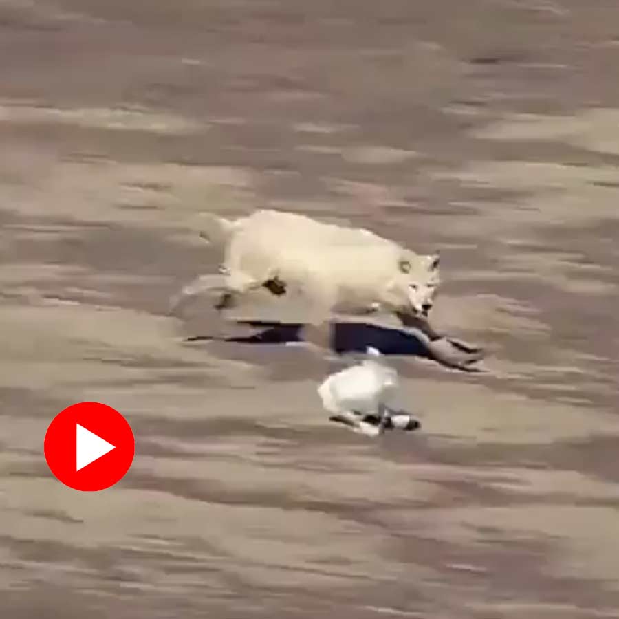 two wolves chase a hare