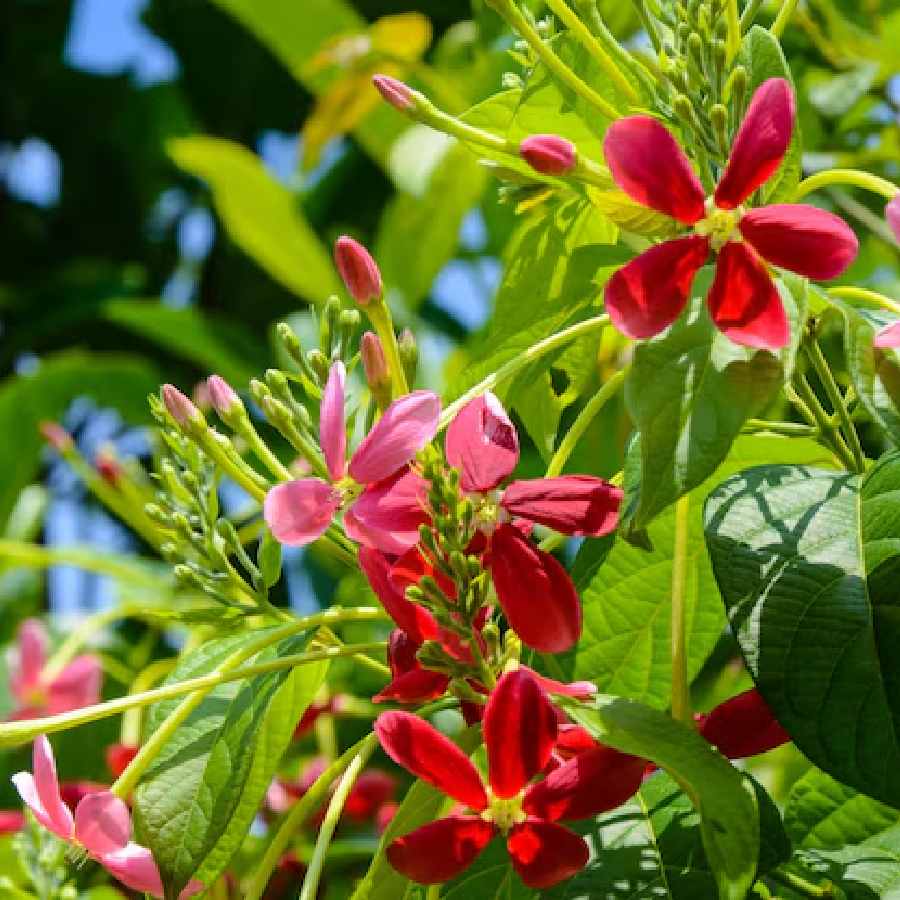কোন কোন ফুল বাগানে বড় করলে, সুবাসে ভরবে বাড়ি?
