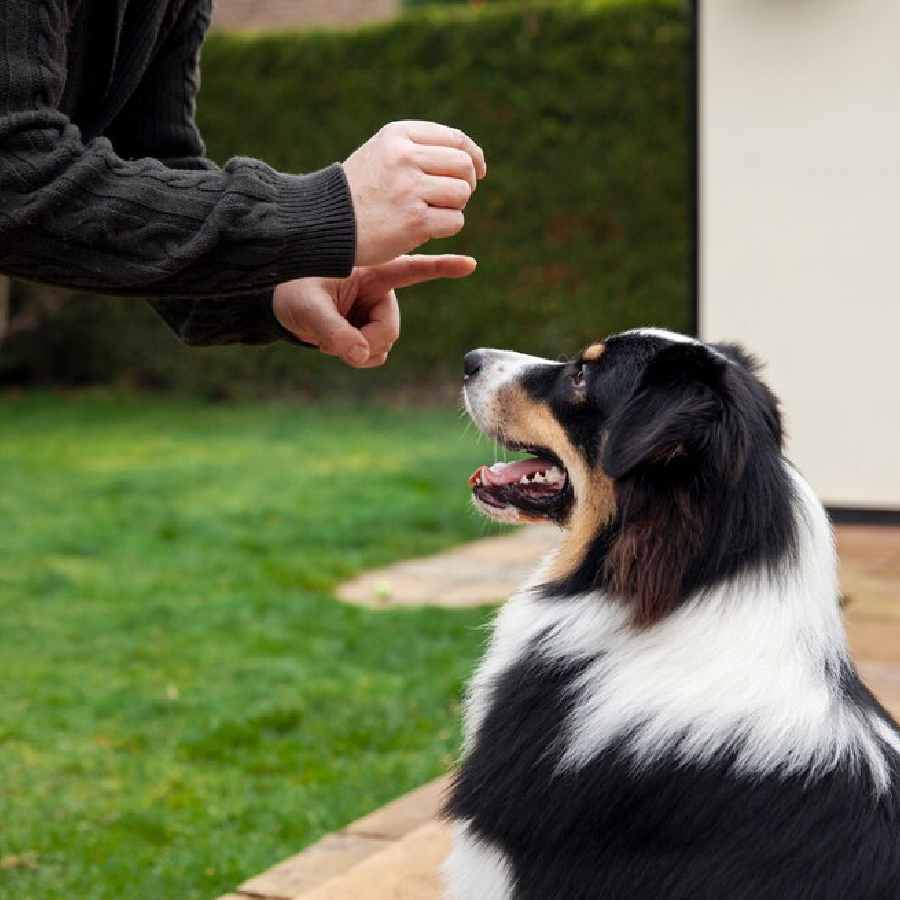 How to stop your pet dog from excessive barking saying vets dgtl