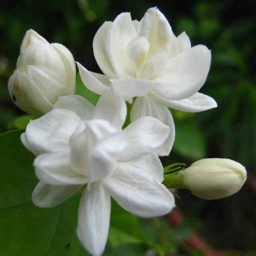 গাছ ভর্তি জুঁই ফুল পেতে কী করবেন?