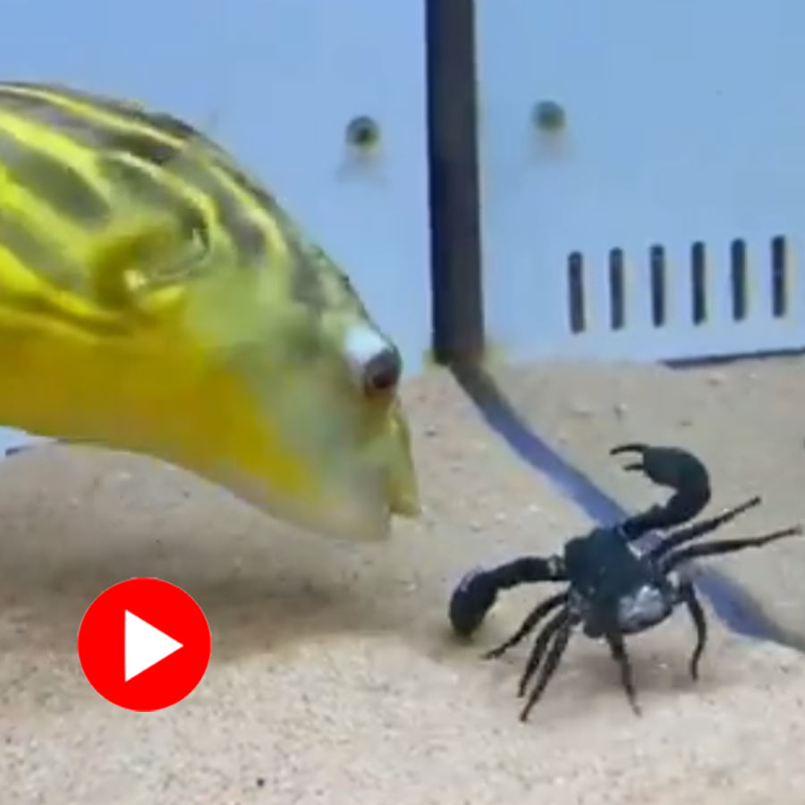 fish attacked a scorpion