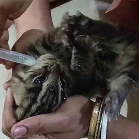 A kitten of fishing cat recovered from Rice fields at Patashpur
