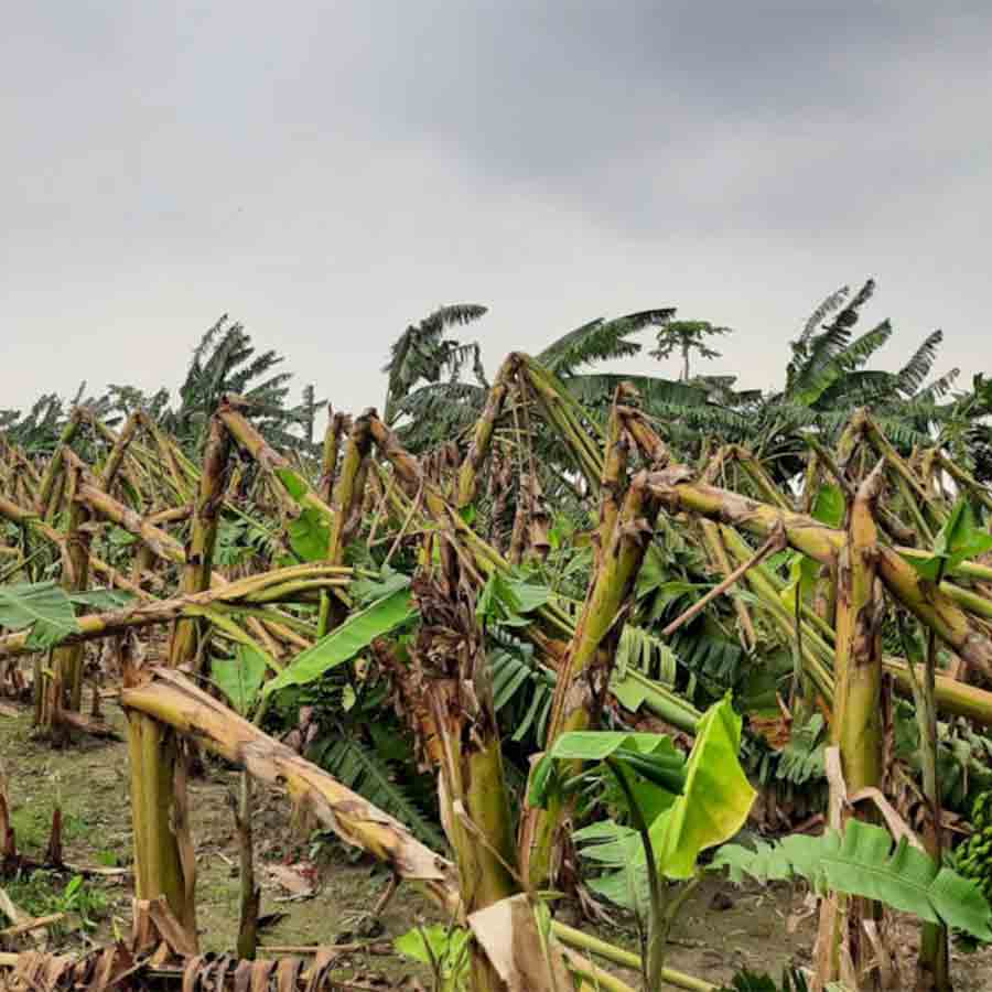 কলা গাছের ব্যাপক ক্ষতি। নদিয়ার চকবিহারীতে। ১৮ এপ্রিল ২০২৫।