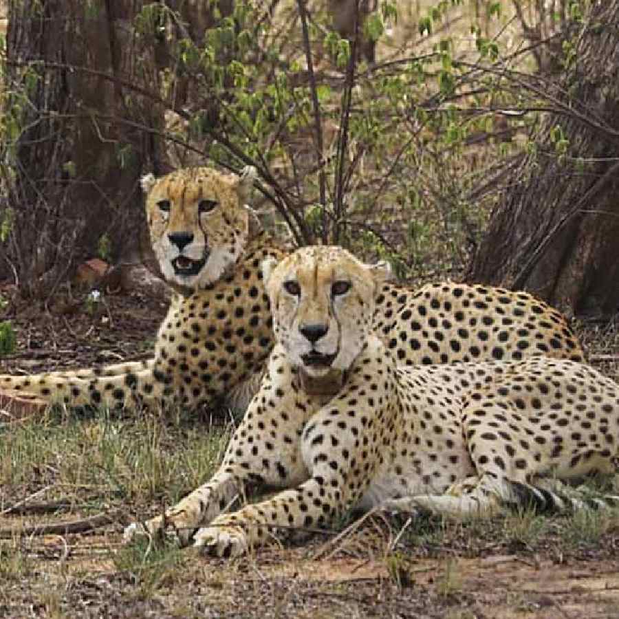 More cheetahs to be brought in India from Africa this year dgtl