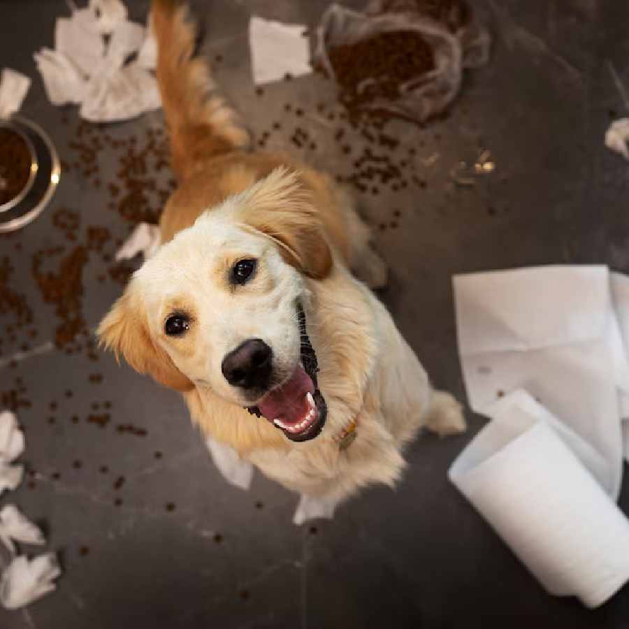 How to keep dog out of trash dgtl