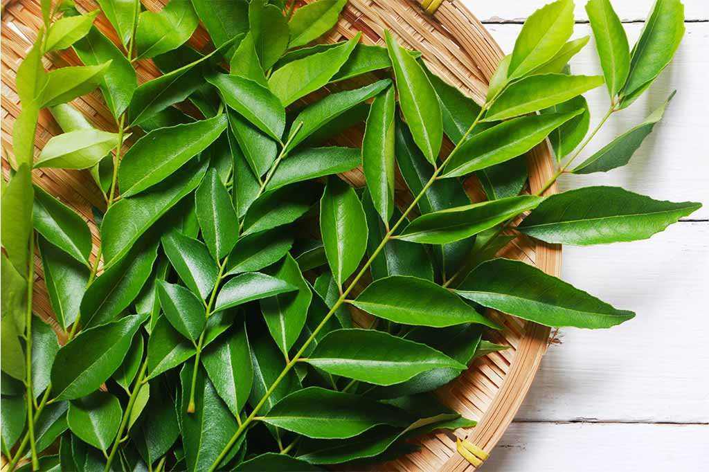 5 reason to chew curry leaves early in the morning on an empty stomach dgtl