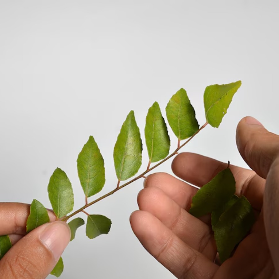 Health benefits of chewing curry leaves on an empty stomach according to doctors