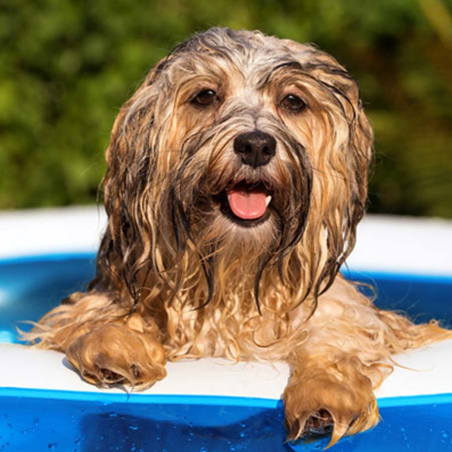 How does heat stroke affect different breed and size of pet dog dgtl