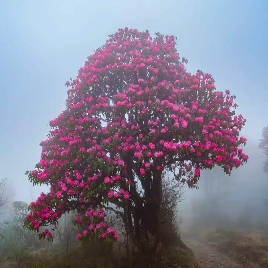 গাছ ভরে রয়েছে উজ্জ্বল ফুলে। একেই বলে ‘গুরাস’।