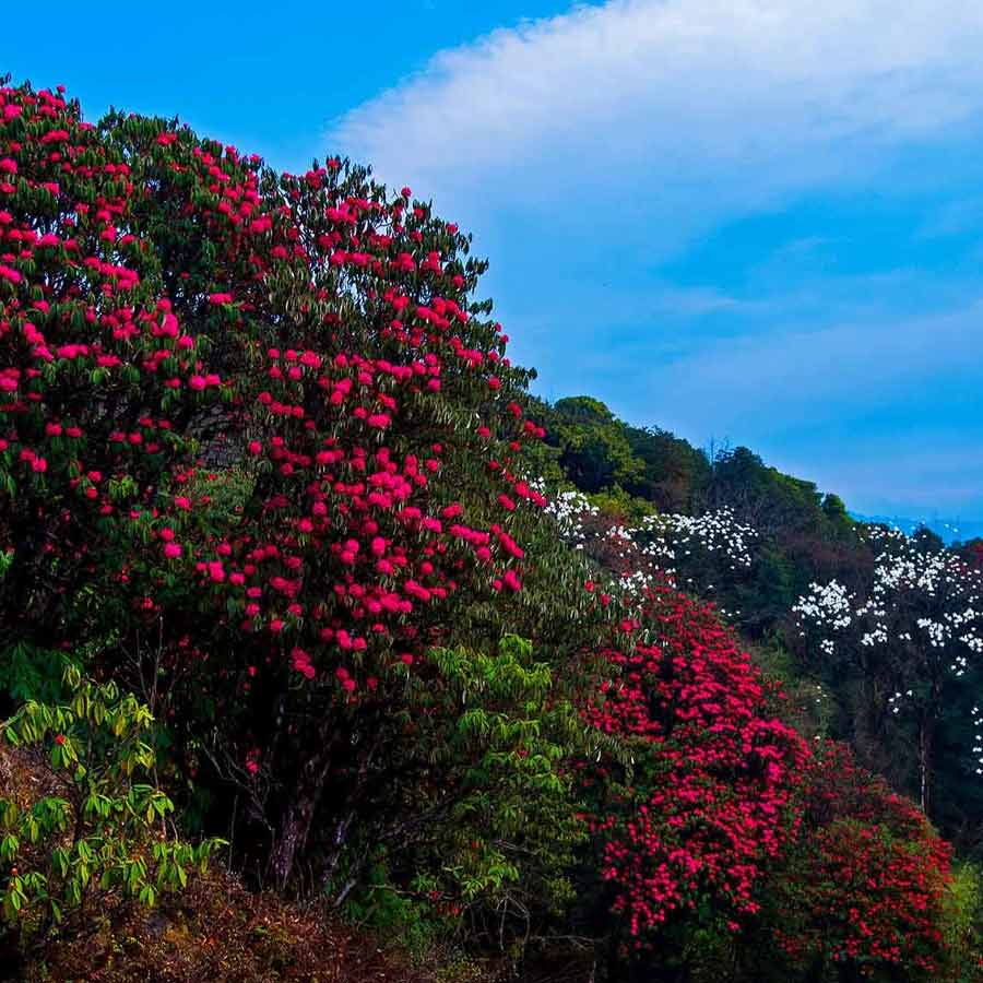 সান্দাকফু গেলেও দেখা মিলবে রডোডেনড্রনের।