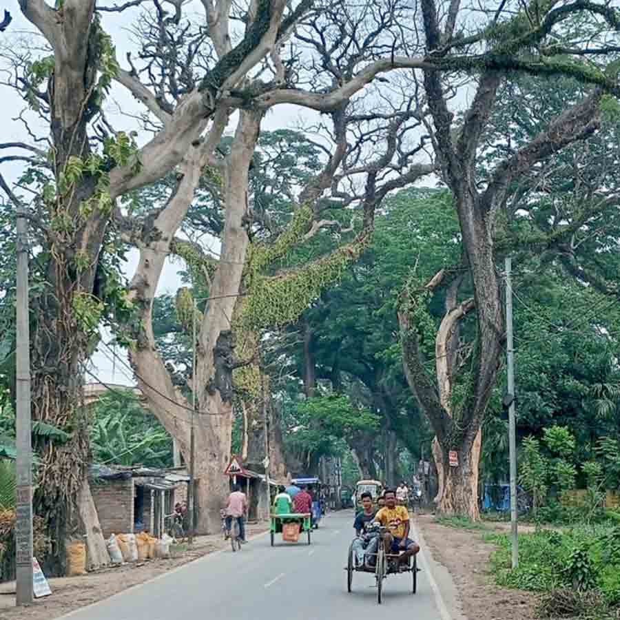 যশোর রোডের উপরে বিপজ্জনক ভাবে ঝুলছে শুকনো ডাল।