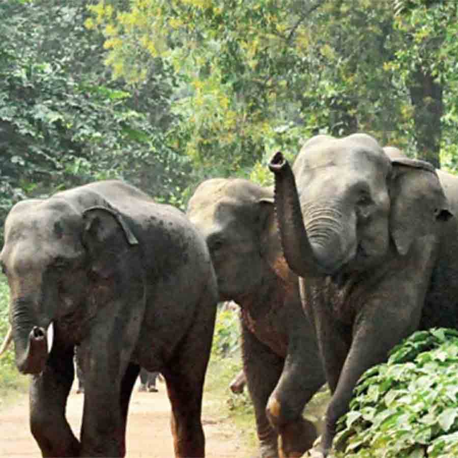 Forest department to take new measures to stop elephants from entering locality