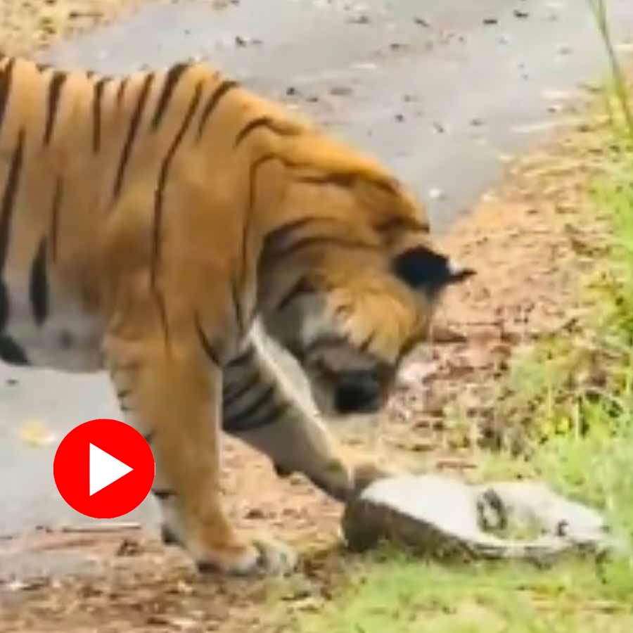 Video shows tiger eat python and vomits it later in Uttar Pradesh’s Pilibhit Tiger Reserve