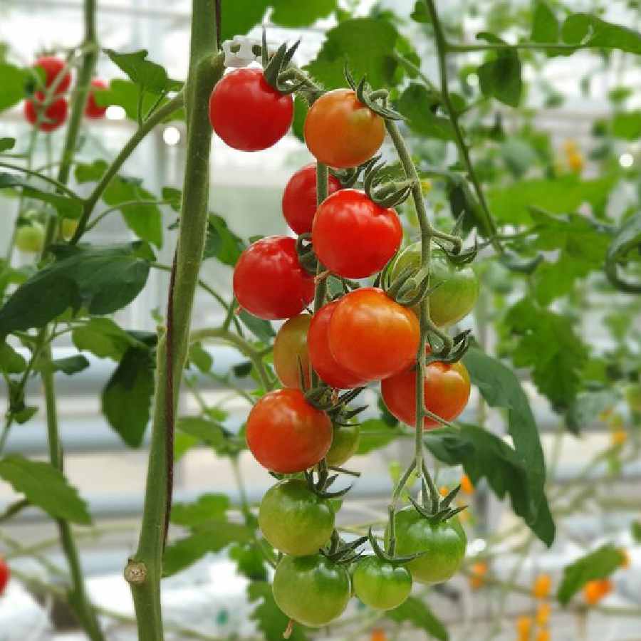 How to grow mint and cherry tomato in same pot dgtl