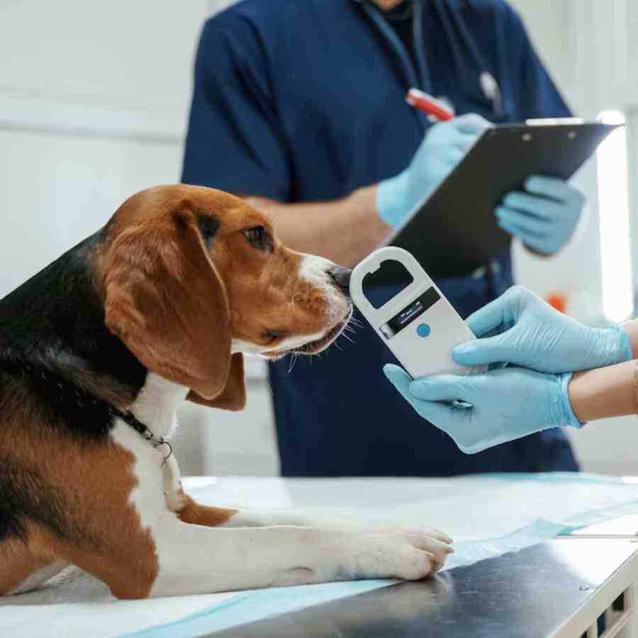 Glucose Monitor system to measure blood glucose level in  diabetic dogs