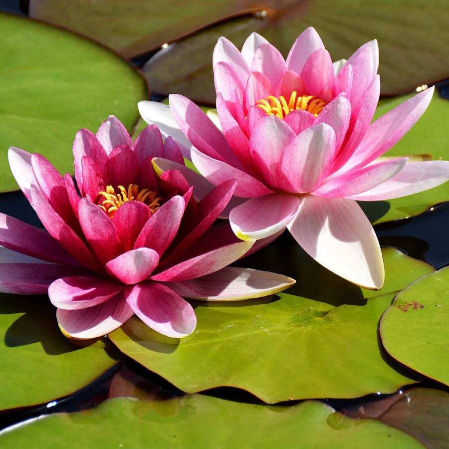 What are the health benefits and skin advantages of lotus flower