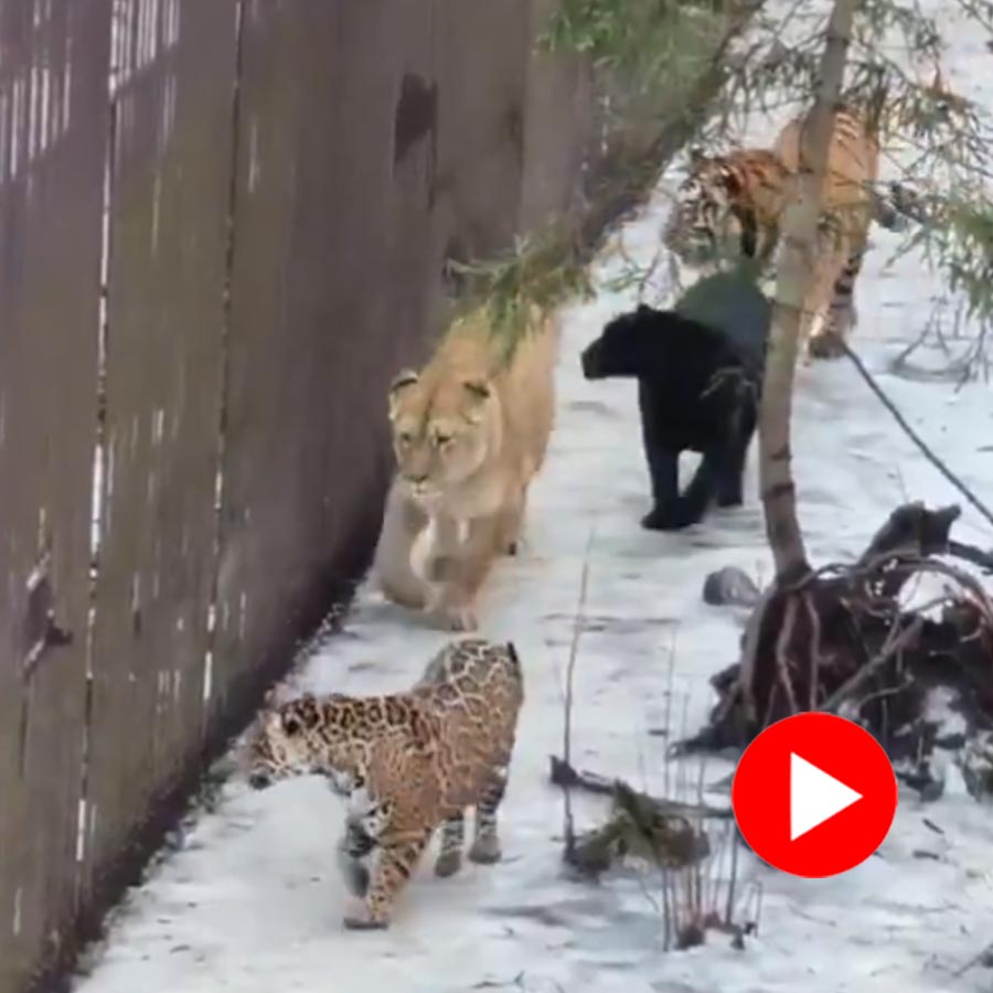 Video shows a Lion, Tiger, Black Panther and Jaguar walking together in snow