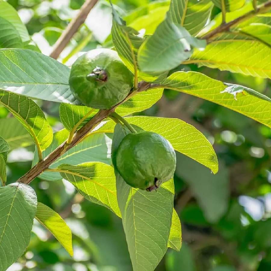 The good effects of 7 fruits leaves on health, skin and overall wellbeing