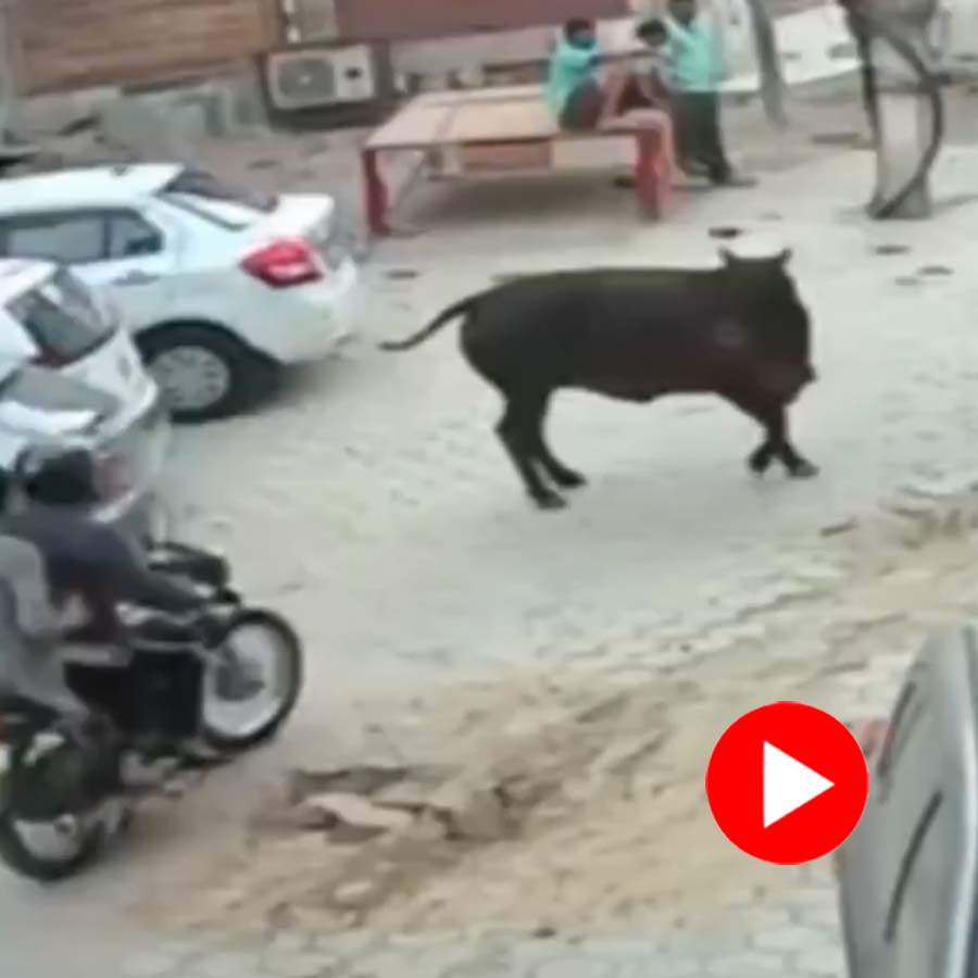 an intense bull attack on bike rider
