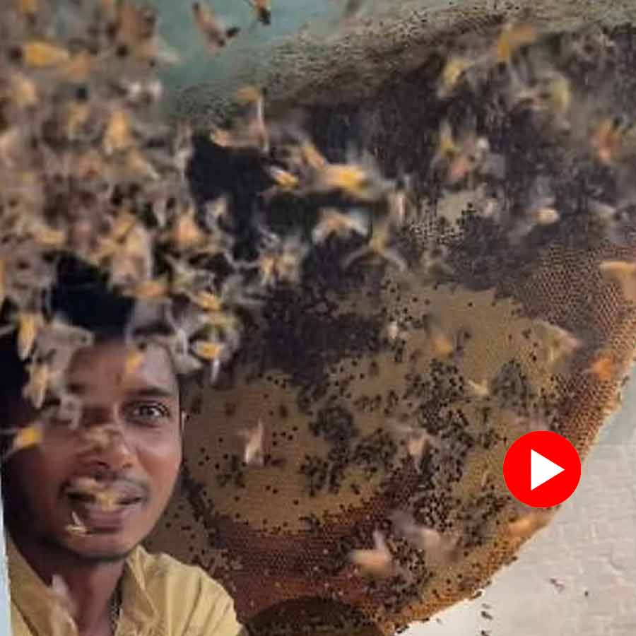 Viral Video of a young man touching beehive with bare hand