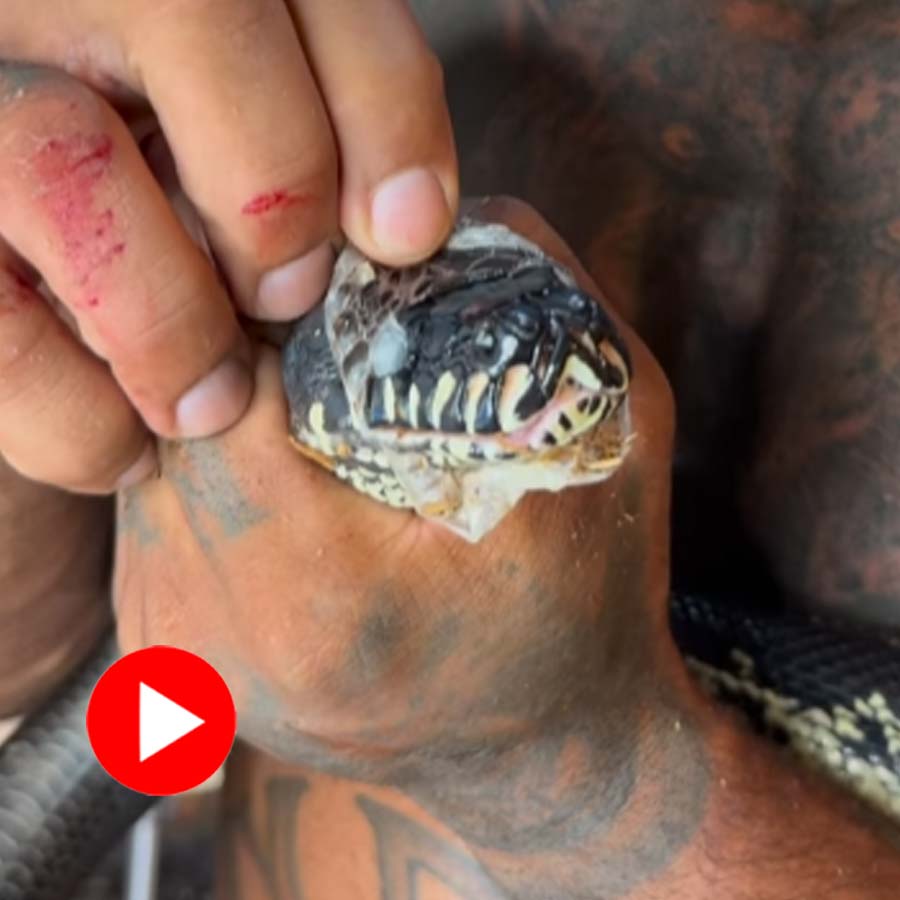 snake