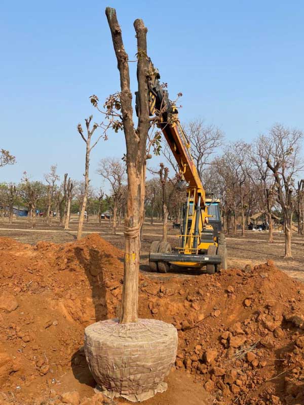 Birbhum District administration is relocating 980 trees in Deucha Panchami