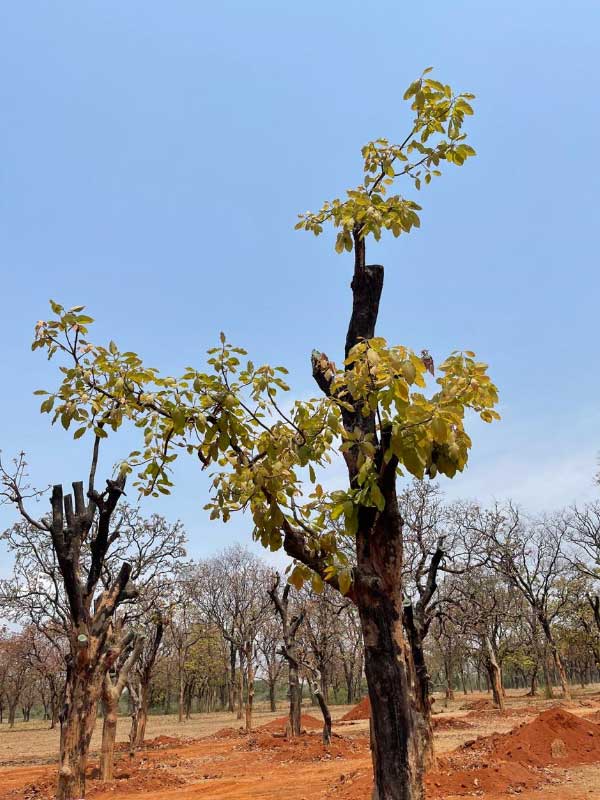 Birbhum District administration is relocating 980 trees in Deucha Panchami