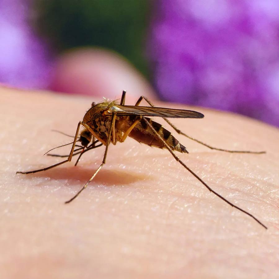 South Dum Dum Municipality is giving extra importance to mosquito control