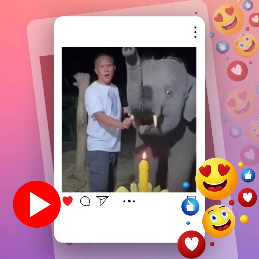 Video of baby elephant blowing candle on its birthday in Thailand dgtl