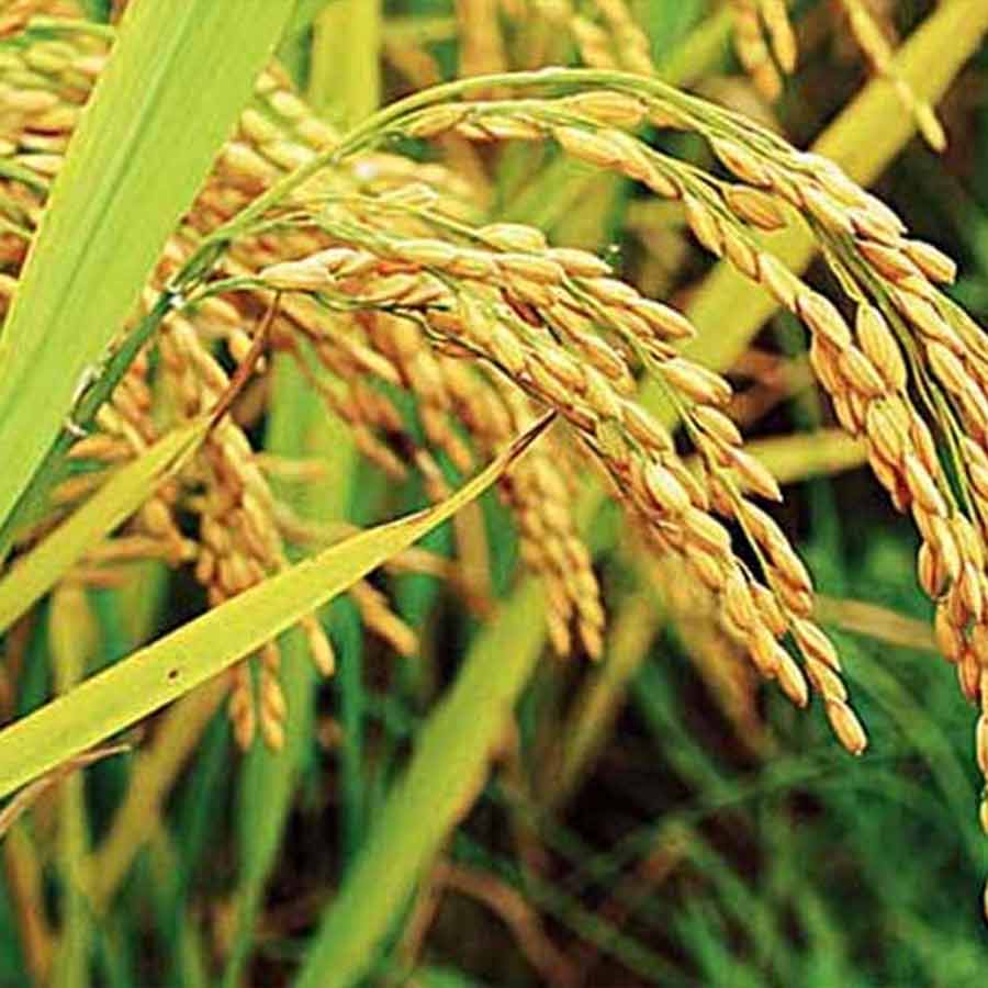 The climate crisis is having a serious impact on citizens' food security