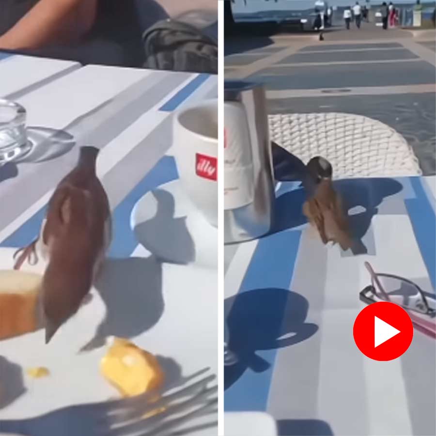 Video of male sparrow feeding its partner goes viral dgtl