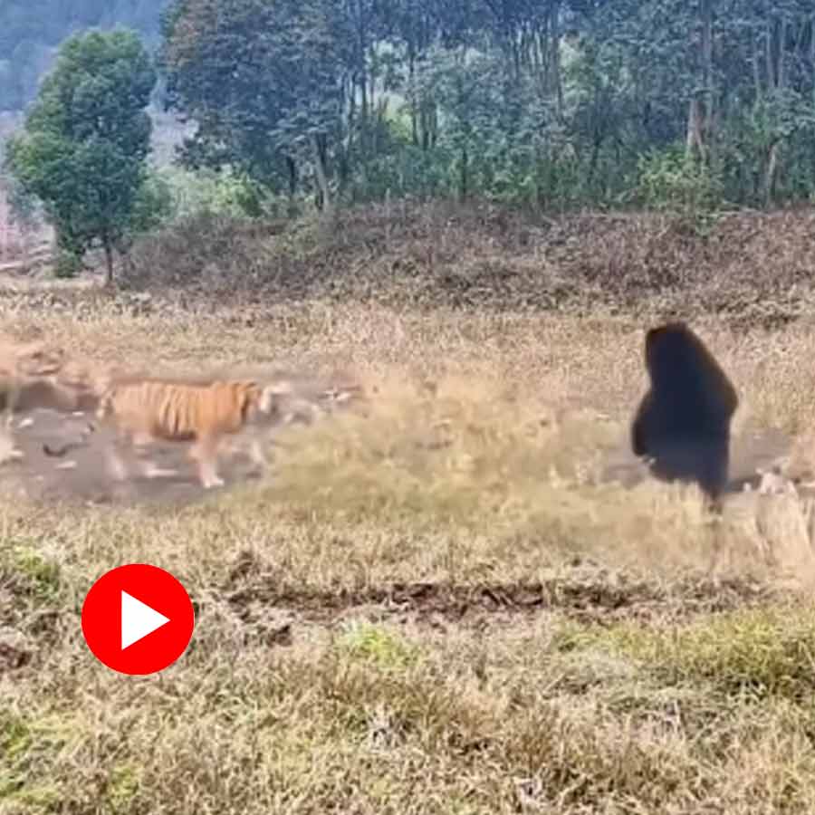 Video of sloth bear and royal bengal tiger in Pench national park Madhya Pradesh dgtl