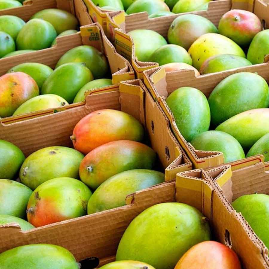 How to identify real vs fake mangoes follow these tips and tricks