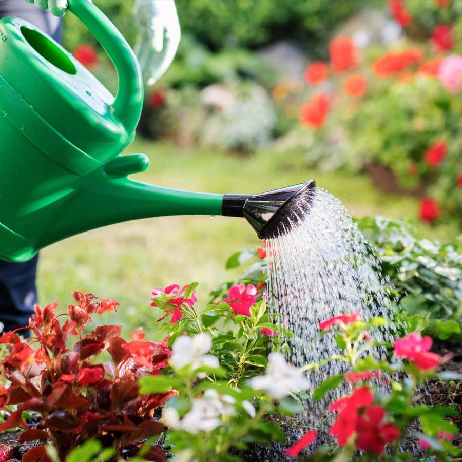 Worst mistakes gardeners can make during hot summer