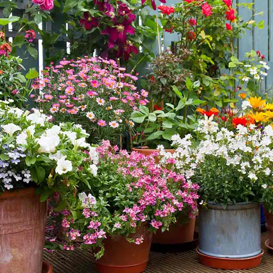 4 ways to using baking soda in garden dgtl