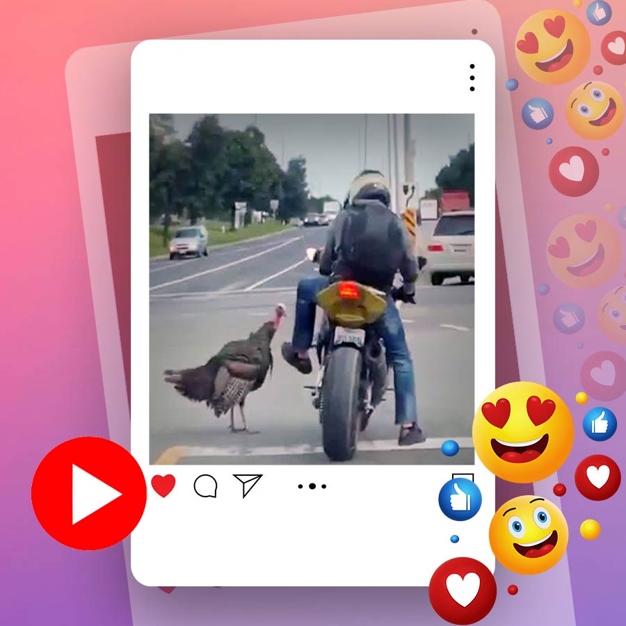 Video of turkey teasing a biker goes viral dgtl