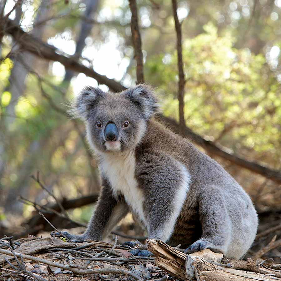 Australian koalas shot dead 