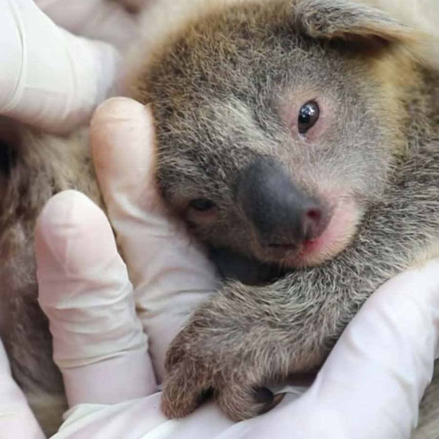 Australian koalas shot dead 