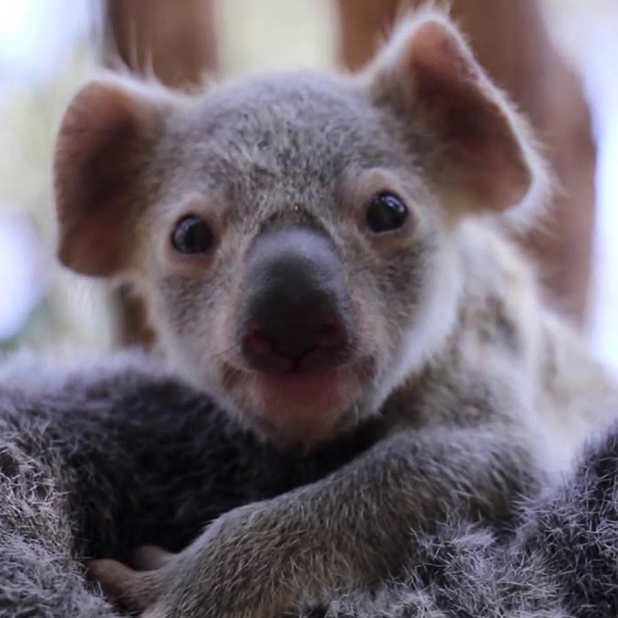 Australian koalas shot dead 